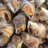 Good quality seafood live conch frozen shellfish