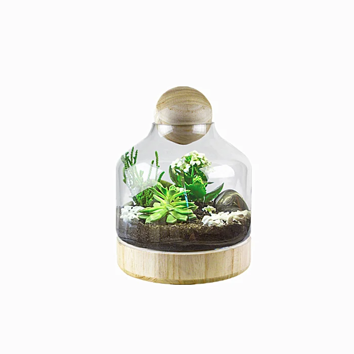 Decorative Clear Wooden Tray Glass Cloche Dome For Plants For Succulent