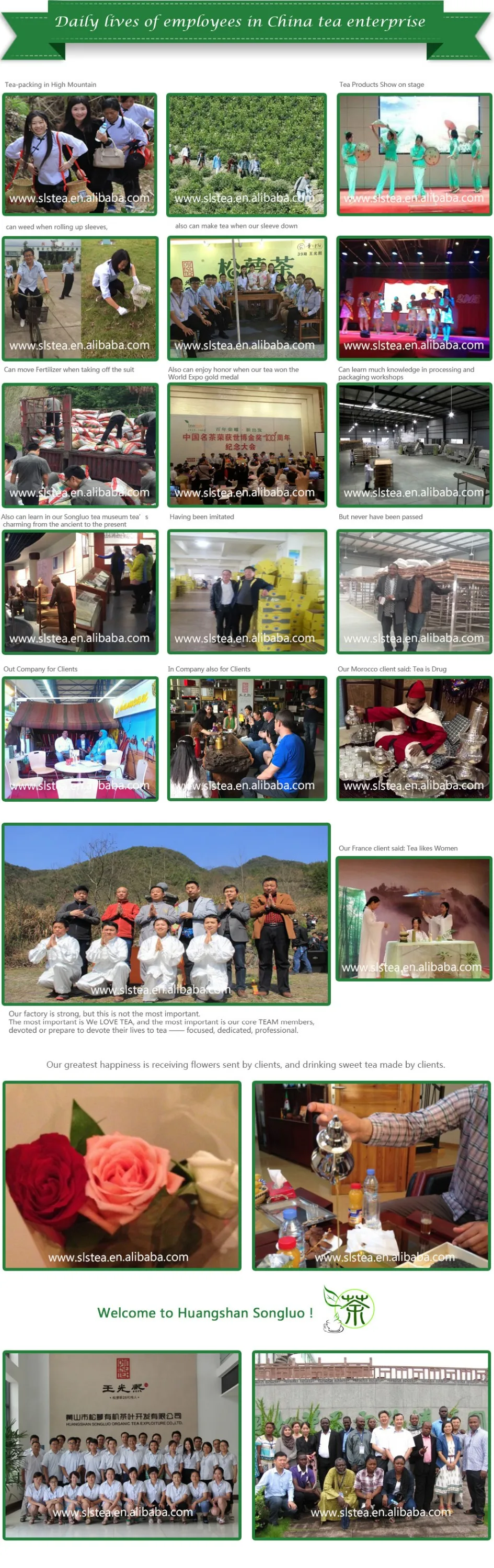 Best Chinese tea brands WANGGUANGXI chunmee green tea 41022 8A top quality - 4uTea | 4uTea.com