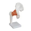 Medical Human Life-Size Hip Joint Skeleton Model