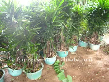 Rhapis Excelsa Indoor And Outdoor Best Small Palm Trees Buy