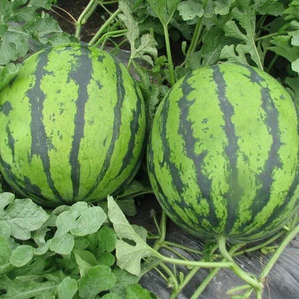 Big Long Black Skin Wax Gourd Seeds Hybrid F1 Buy Black Wax Gourd