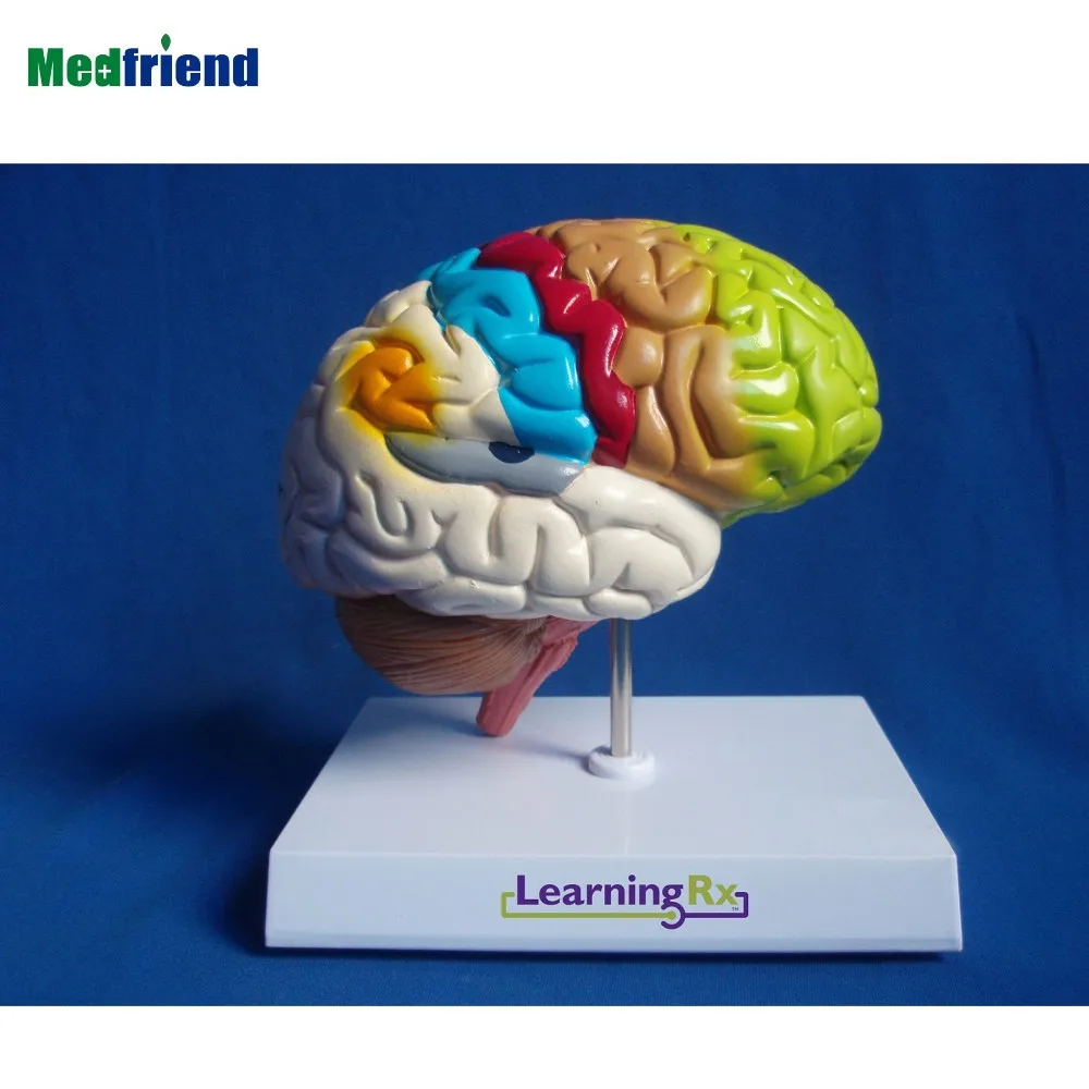Factory Price Anatomial Colored Human Brain Model Half Brain Buy