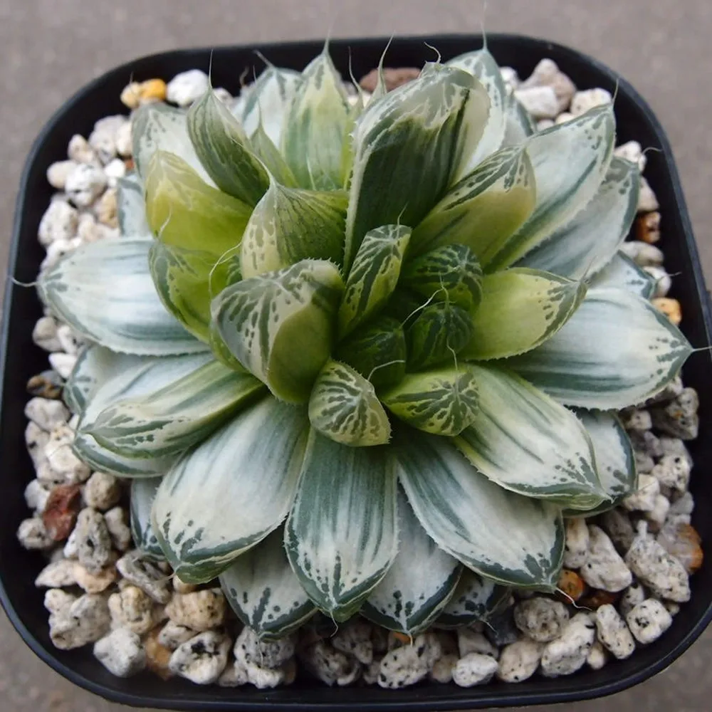 Cheap Wholesale Real Fresh Succulent Plants
