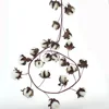 Cotton Ball Stem Supplier #64061