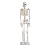 Human Skeleton model