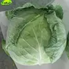 Chinese small artificial cabbage for sale