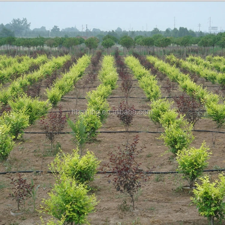 16mm Black Farmland Used Plastic Drip Irrigation Pipe For South Africa