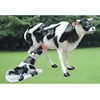 simulation soft plastic dairy cows farm animal models for decoration