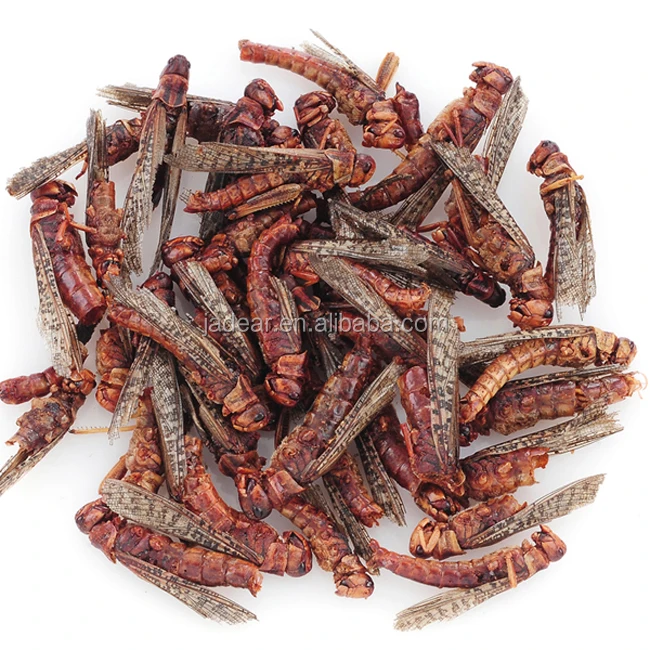 Edible Insect For Bird Microwave Dried Locusts Mealworm Buy Edible