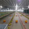 Poultry Farm Chicken Shed Equipment of Germany