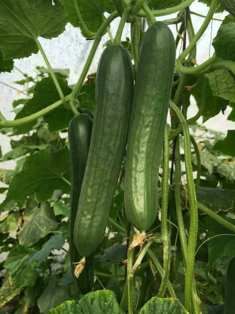 Hybrid F1 Heat Resistance Seedless Fruit Cucumber Seeds Can For Over 7580