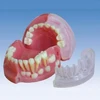 BIX - L1021 Milk teeth alternating anatomical model at the age of three