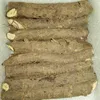 Cold resistant paulownia 9502 tree root for planting