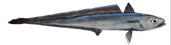 New Zealand Hoki - Buy New Zealand,Hoki Fish,New Zealand