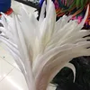 Wholesale White Rooster Tail Feather for dance costumes