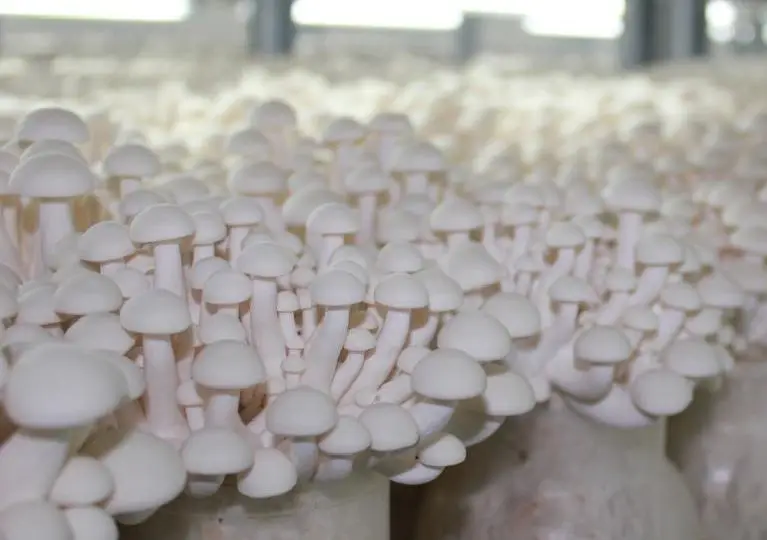 Detan White Shimeji Mushroom Seeds For Sale Buy White Shimeji