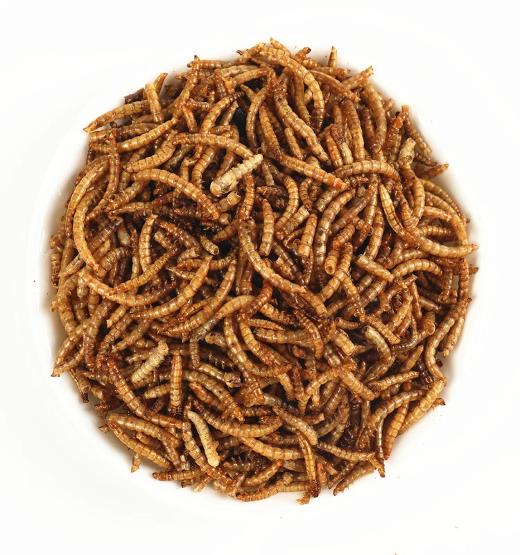 Dried Mealworms In Bulk So Delicioucs,So Crunchy,So Delectable For Your