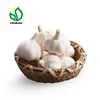 /product-detail/chinese-fresh-elephant-garlic-import-price-60613669592.html