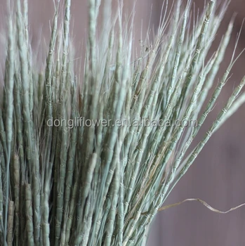 Decorative Natural Wild Wheat Grass Triticum Spelta For Florist