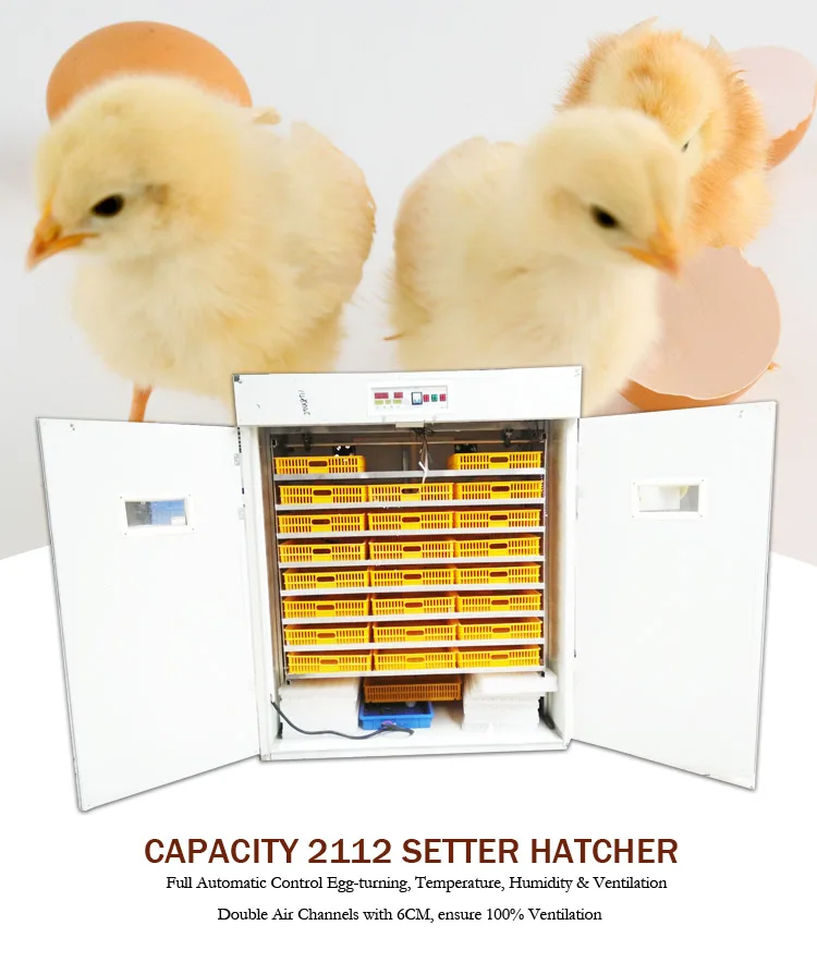 Chicken Hatching Machine Incubating Chicken Eggs In India - Buy Egg Hatching Machine Price In ...