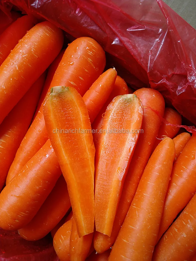 carrot-M (5).jpg