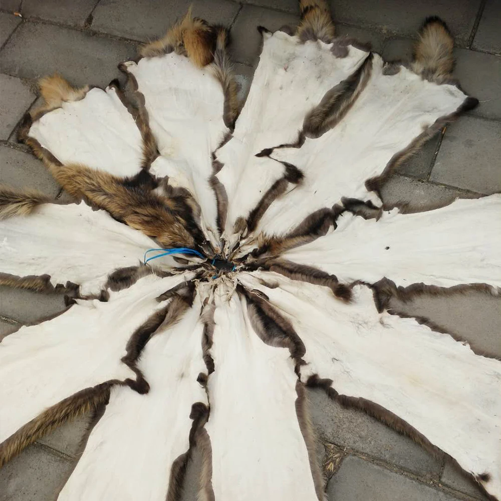 raccoon skin (2).jpg