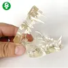 Hot sale cat tooth jaw model Veterinary Teaching cat tooth transparent professional model