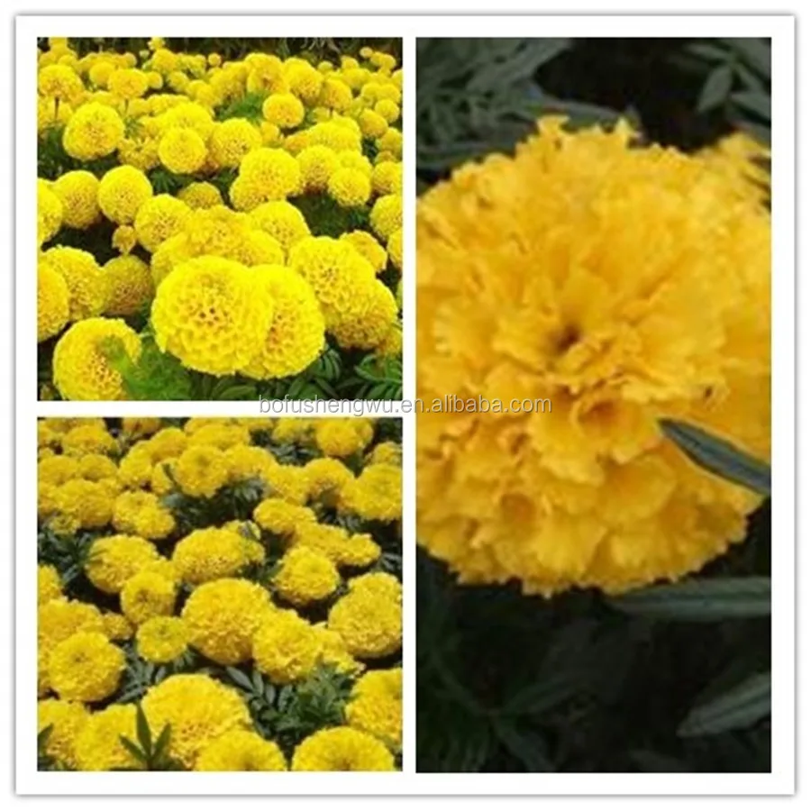 Wholesale Marigold Flower Powder Extract/dried Marigold Flower Powder