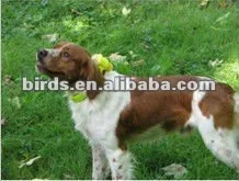 dog collar beeper for hunting bird, dog training beeper