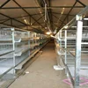 Layer Chicken farm business plan 5000 chicken 120 birds layer chicken cage for sale