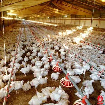 Grandes Exploitations De Production De Poulets De Chair Poulailler Conception De Hangar De Structure En Acier Léger Préfabriqué Ferme Avicole Buy