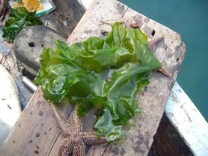 Edible Sea Lettuce Algae Buy Sea Lettuce Algae,Sea Lettuce,Algae