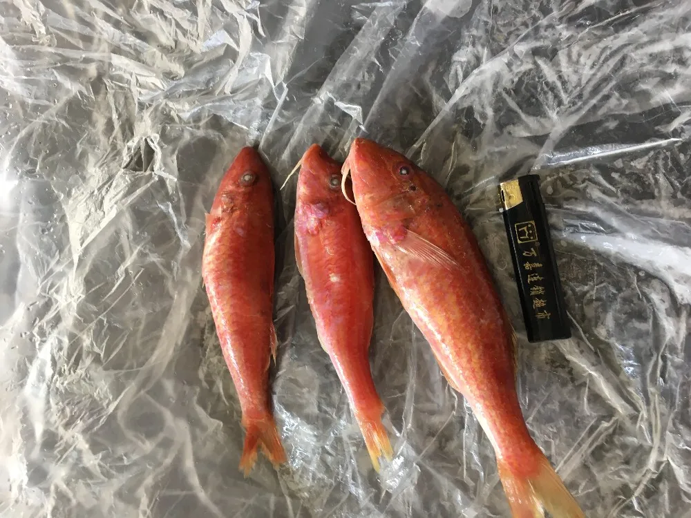 frozen red mullet fish price