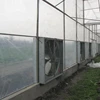 cheap price commercial plastic film greenhouse for sale