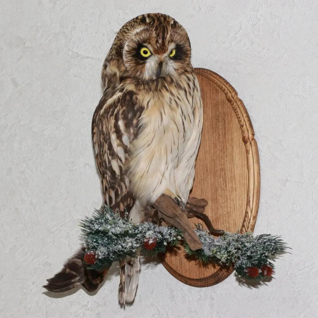 tawny owl taxidermy