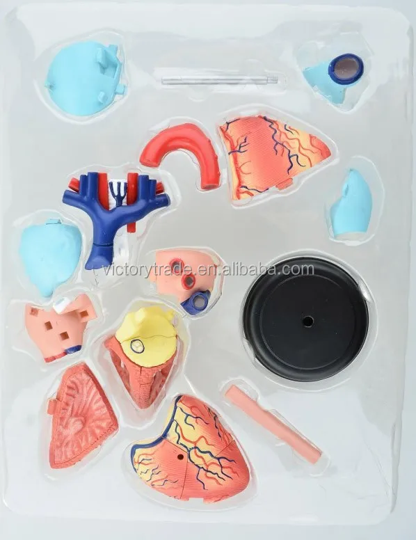 Vhm11 4d Master Plastic Human Body Parts Heart Assembled Model Buy