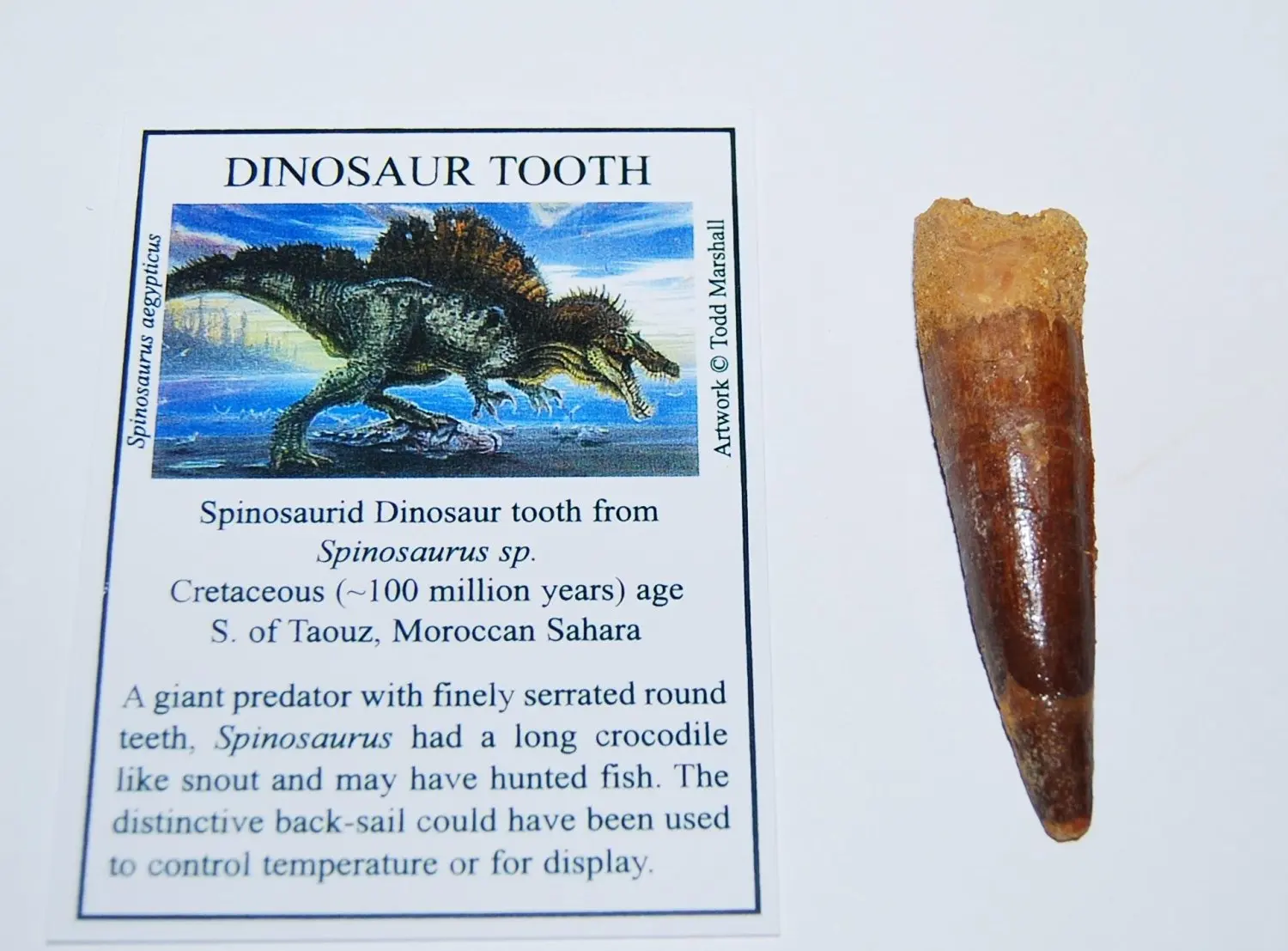 Buy Spinosaurus Dinosaur Tooth Fossil  2 652 inch w Info 