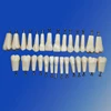 Permanent teeth for dental study/dental teeth models (28 / 32 Teeth )