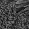 Basic cobalt carbonate (Co(OH)2CO3) nanowire array