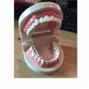 Children small size tooth model for dental teaching and display of oral health care