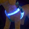 New 2017 Favorites LED Pet Dog Cat Harness and Leash Leads Training Safety Light Leashes for Dogs Collar