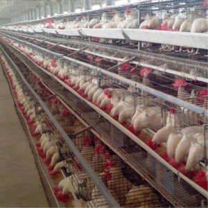 Chicken Layer Cage In India Chicken Layer Cage In India Suppliers