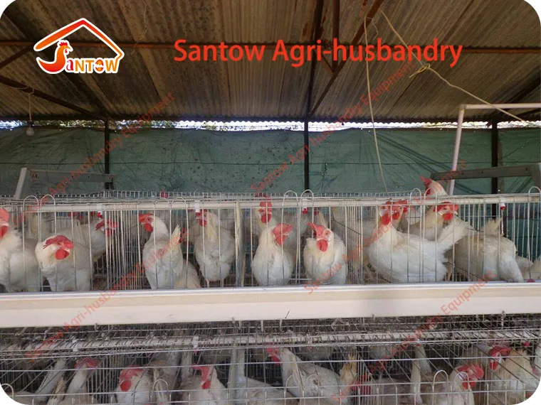 A type 4 tier chicken layer cages pigeon breeding battery cage for poultry farm