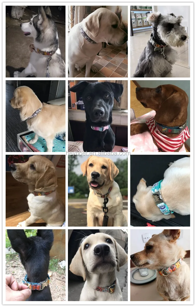 dog collar (55)_.jpg