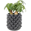 Japanese maples air root pruned pot for farm plant