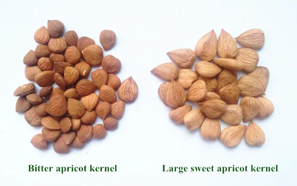 apricot seeds benefit