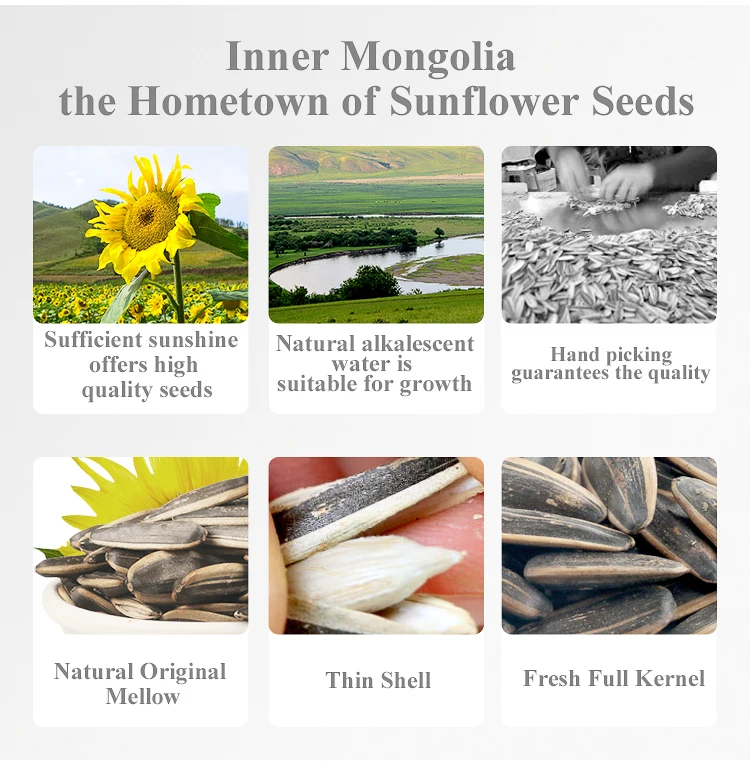 363 Sunflower Seeds of China Inner Mongolia Natural Seeds in Shell