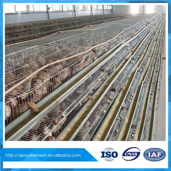 Automatic Water Laying Bird Egg Quail Farm Cage - Buy Quail Cage Design