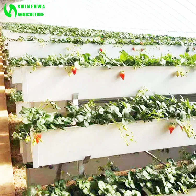 Vertical Pvc Trough Hydroponic Strawberry Growing Systems In Greenhouse